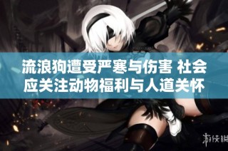 流浪狗遭受嚴(yán)寒與傷害 社會(huì)應(yīng)關(guān)注動(dòng)物福利與人道關(guān)懷