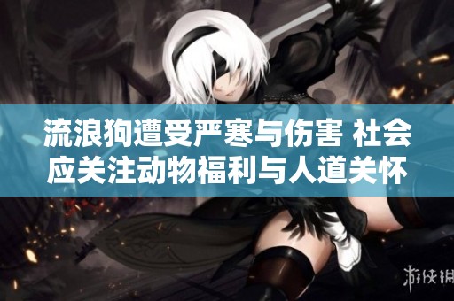 流浪狗遭受嚴(yán)寒與傷害 社會(huì)應(yīng)關(guān)注動(dòng)物福利與人道關(guān)懷